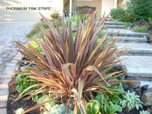 Phormium tenax 'Pink Stripe'